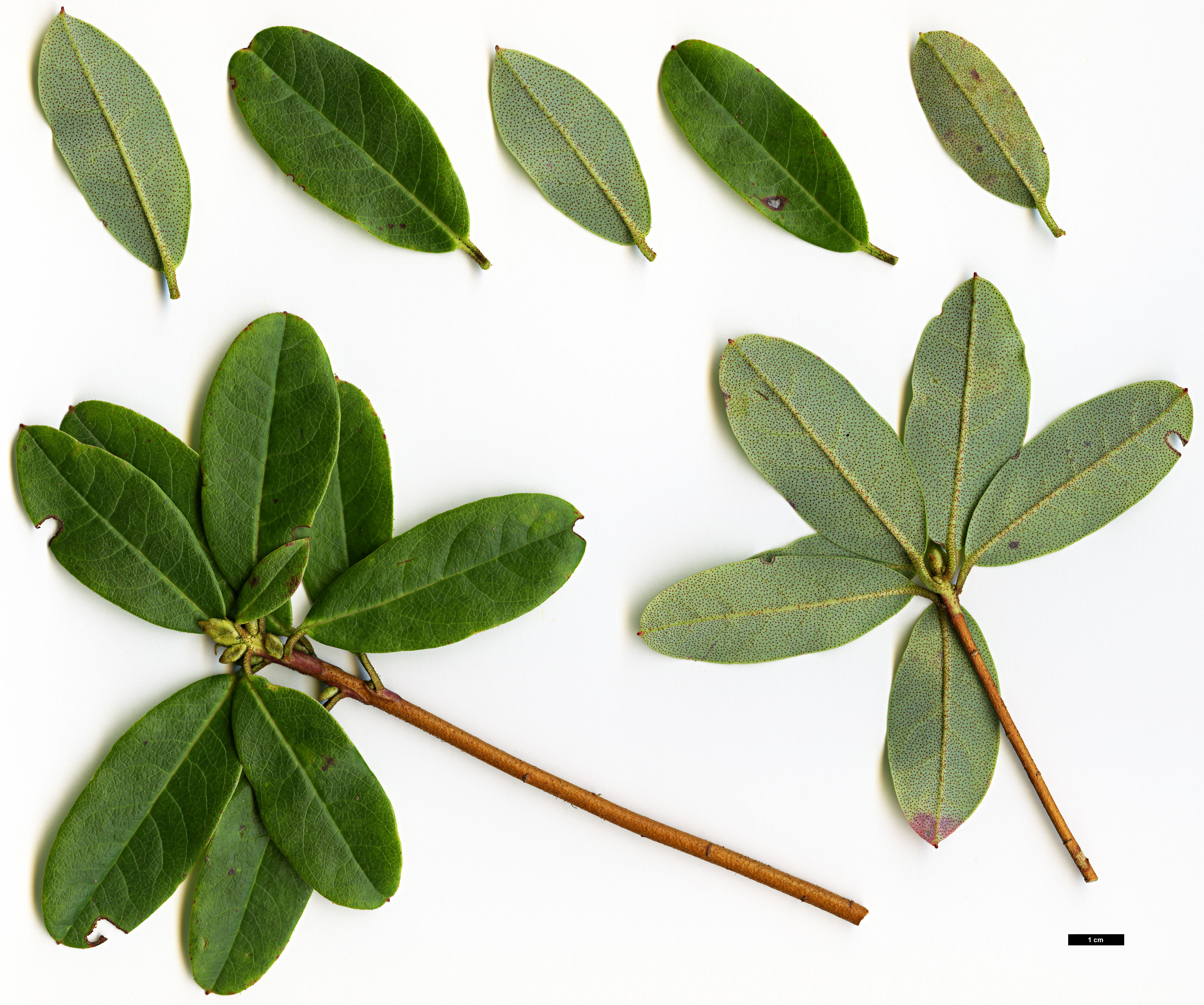 High resolution image: Family: Ericaceae - Genus: Rhododendron - Taxon: species (Monantha)